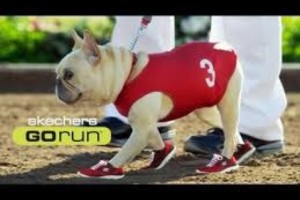 Mr quiggly the French Bulldog for Skechers